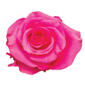 Exotix Berry