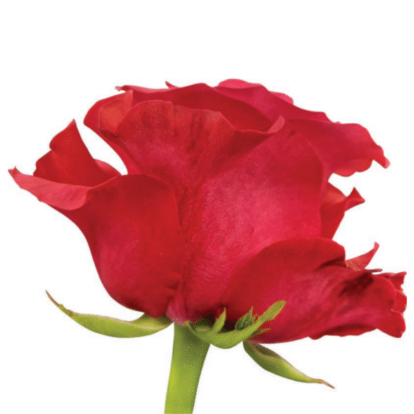 Exotix Berry - Imagen 2