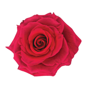Exotix Berry