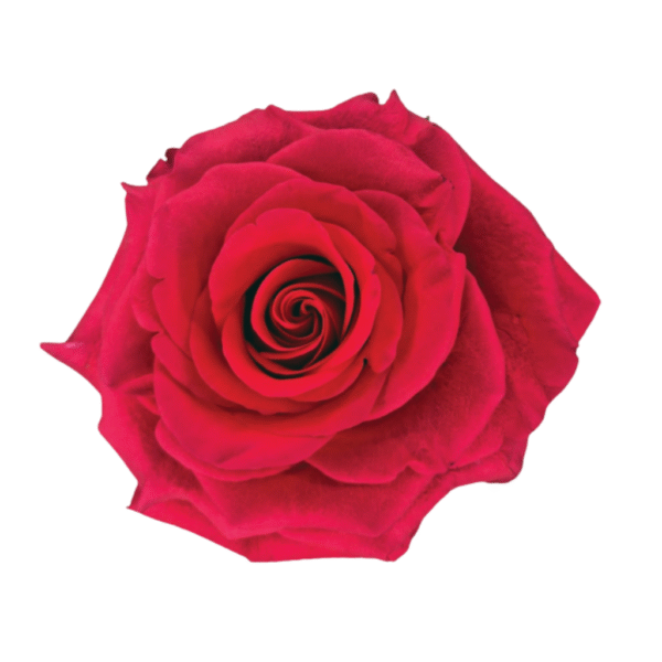 Exotix Berry