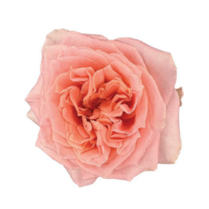 Rose enigma