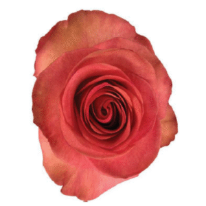 Amira