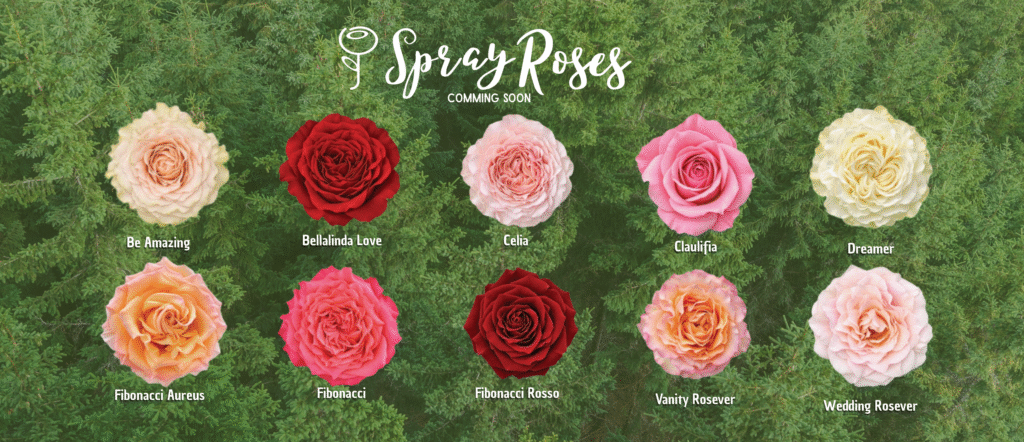 Spray Roses banner web
